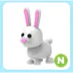 N Bunny