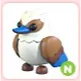 N Kookaburra