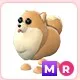MR Pomeranian