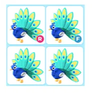 4x Peacock