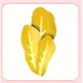 Golden Lettuce