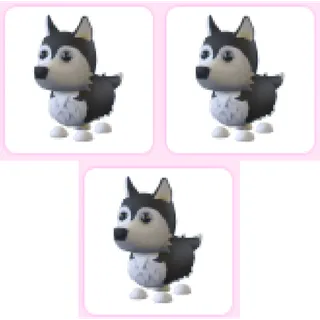 3x Husky