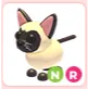 NR Siamese Cat