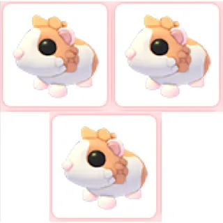 3x  Red Dutch Guinea Pig