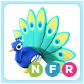 NFR Peacock