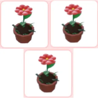 3x Growing Flower Hat