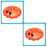 2x Red Sand Dollar