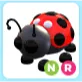 NR Ladybug