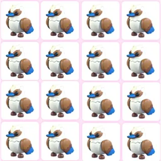 16x Kookaburra