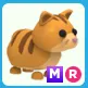 MR Ginger Cat