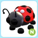 N Ladybug