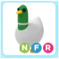 Pet | NFR Silly Duck