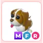 MFR Brown Springer Spaniel