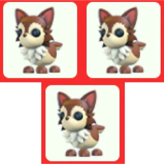 3x Chihuahua