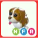 NFR Brown Springer Spaniel