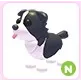 N Border Collie