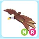 NR Bald Eagle