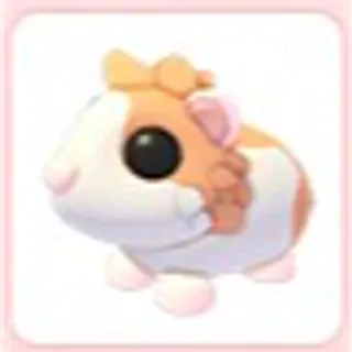 Red Dutch Guinea Pig