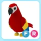 Pet | FR Parrot