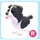 R Border Collie