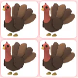 4x Turkey
