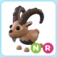 NR Ibex