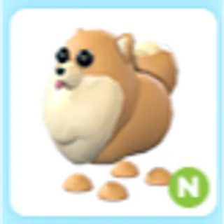 N Pomeranian