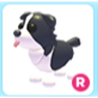 R Border Collie
