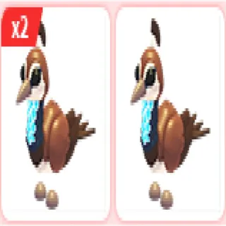 3x Peahen