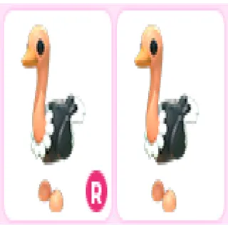 2x Ostrich