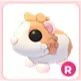 R Red Dutch Guinea Pig