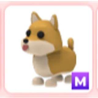 M Shiba Inu