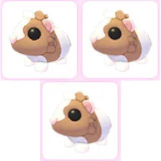 3x Chocolate Dutch Guinea Pig