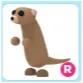 R Meerkat