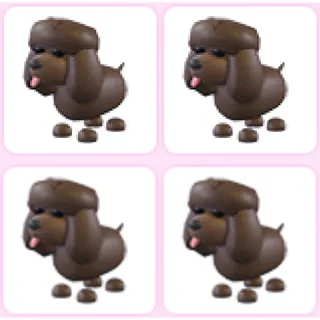 4x Irish Water Spaniel