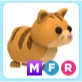 Pet | MFR Ginger Cat
