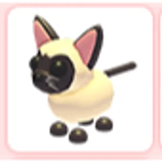 Siamese Cat