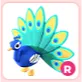 R Peacock
