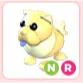 NR Golden Chow-Chow