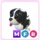 MFR Black Springer Spaniel