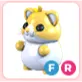 FR Golden Hamster