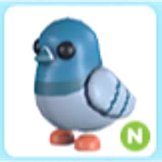 N Rock Pigeon