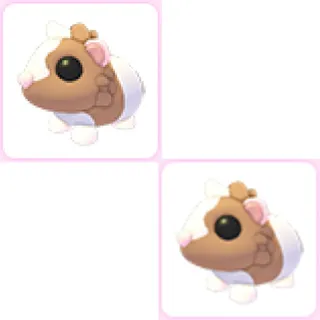 2x Chocolate Dutch Guinea Pig