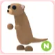 N Meerkat