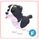 F Border Collie
