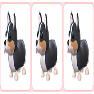 3x Royal Corgi