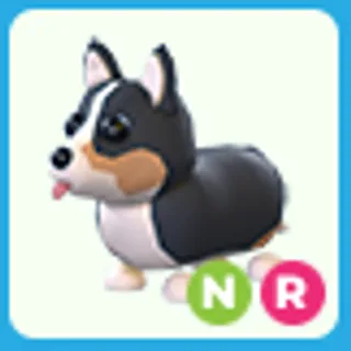 NR Royal Corgi