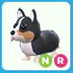 NR Royal Corgi