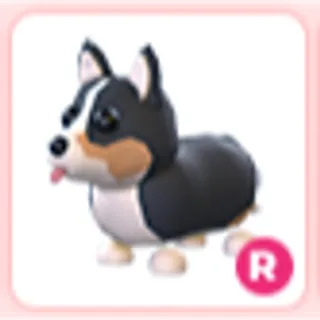 R royal corgi
