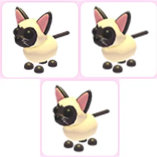 3x Siamese Cat